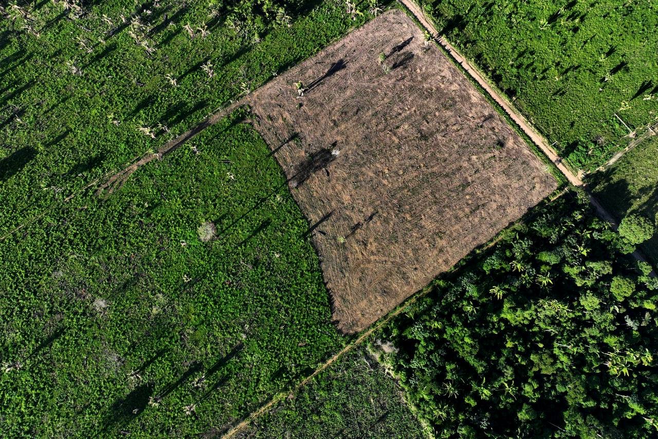 Amazon deforestation plummets 56.8% amidst drought 